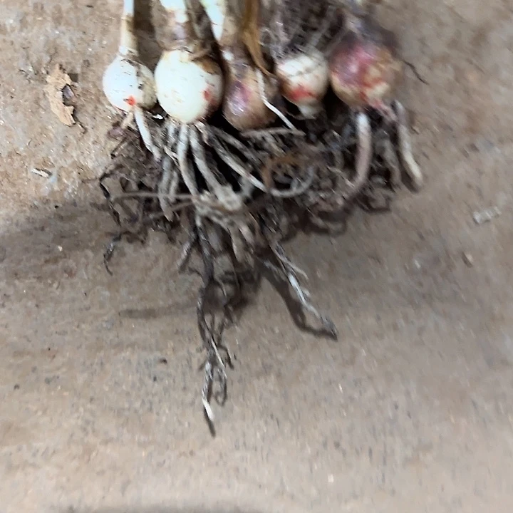 小小苗5球干球不包售后