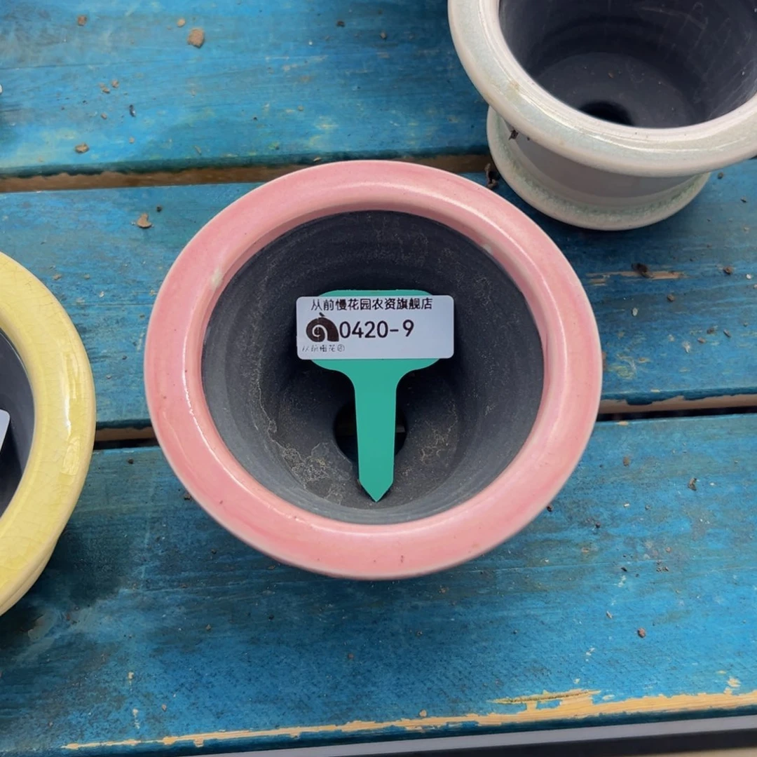 多肉一物一拍0420-9