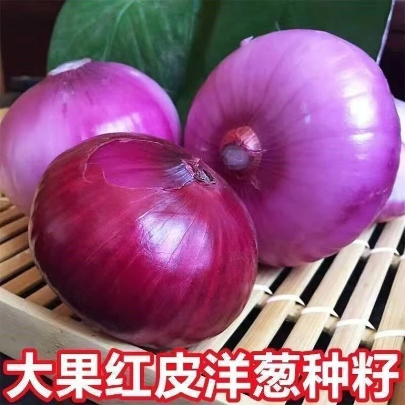 红皮洋葱种子紫皮洋葱种子水果洋葱种子可以生吃的水果洋葱特大产