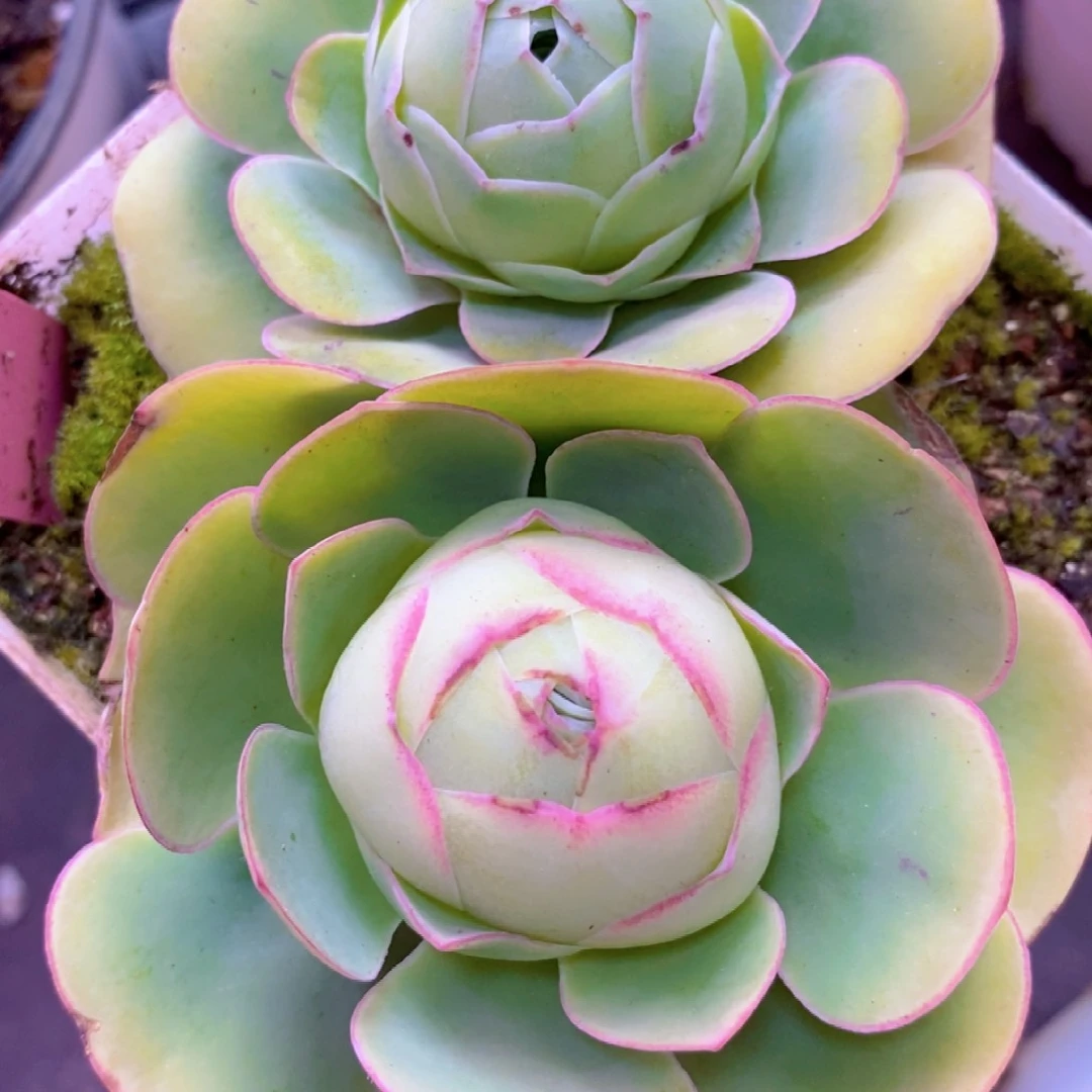 山地玫瑰福利一物一拍125混血