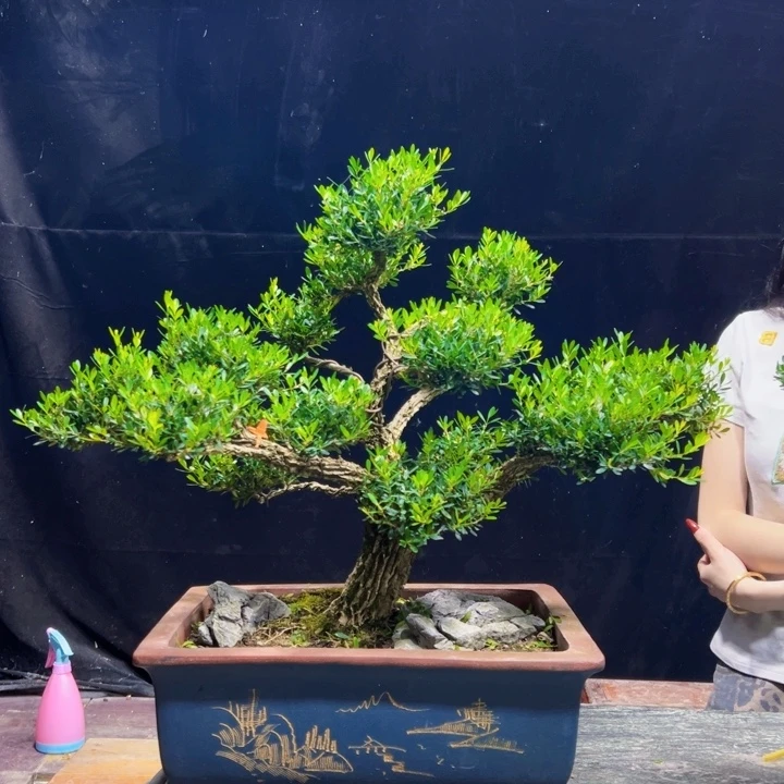 无花朵黄杨盆景四季常绿