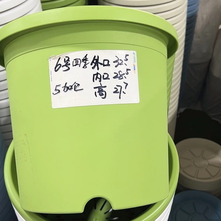 特价6号四季口32.5高27.7果绿无托7只