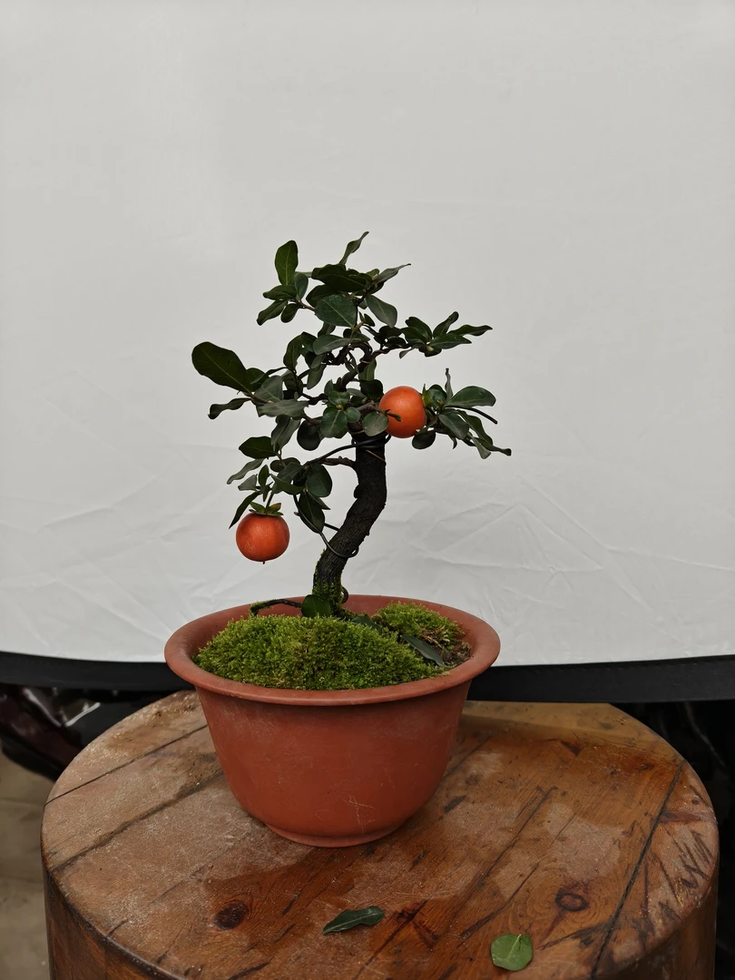 金弹子素材（一物一拍以直播间为准）