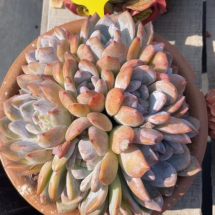 石榴子星影群生多肉62
