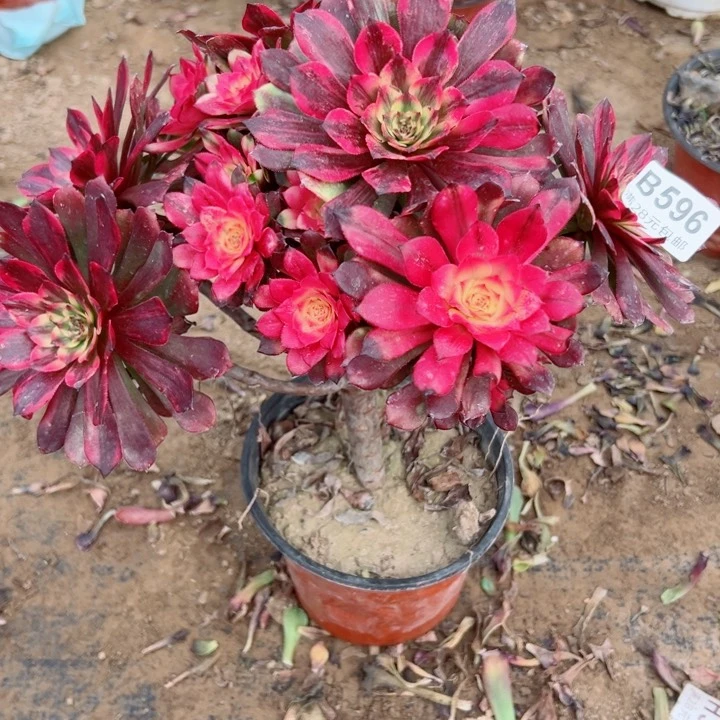 596烟花多肉植物