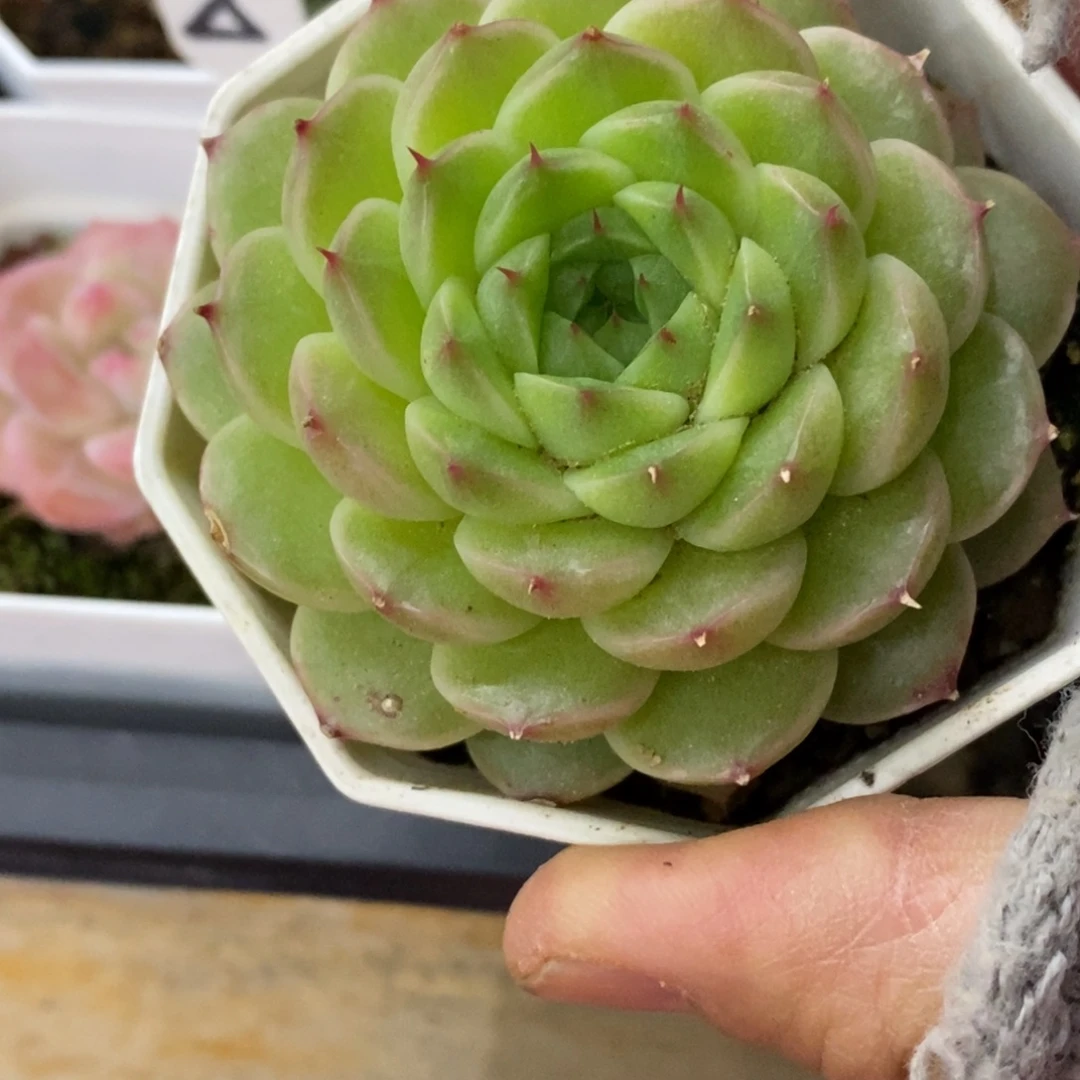 精品多肉一物一拍不包整301