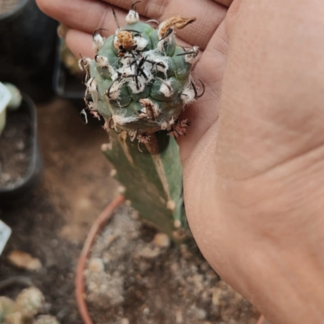 【闪购商品】3008升云龙