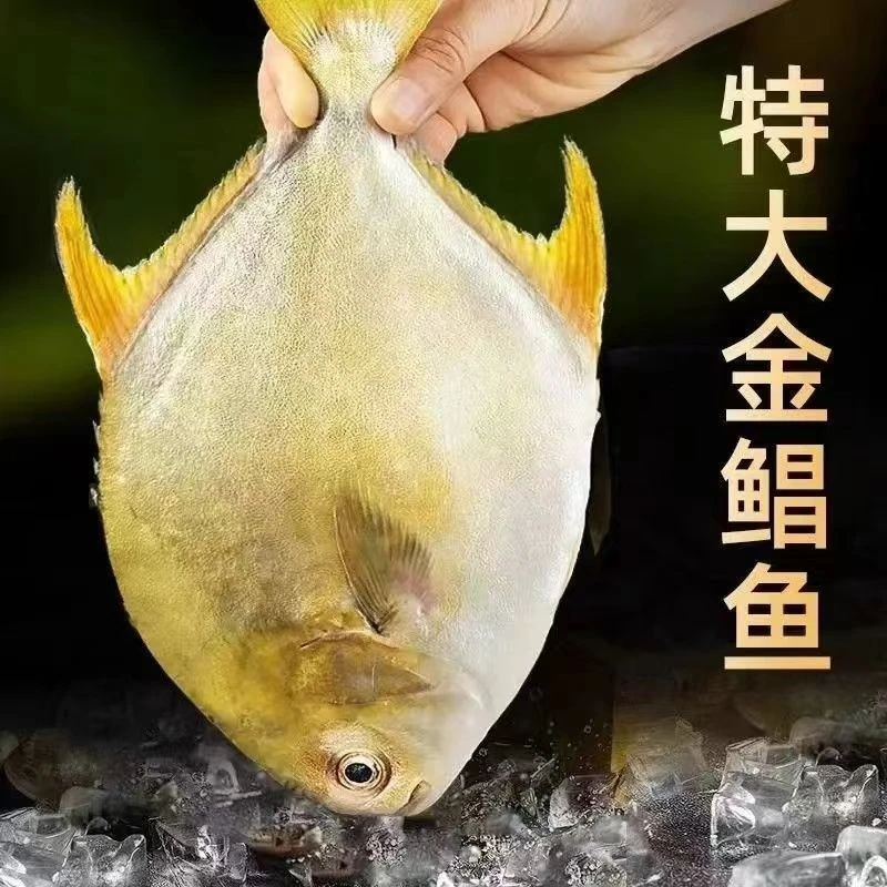 【6条金鲳鱼】大金鲳鱼400g/条新鲜海鱼海鲜水产鲜活冷冻顺丰包邮