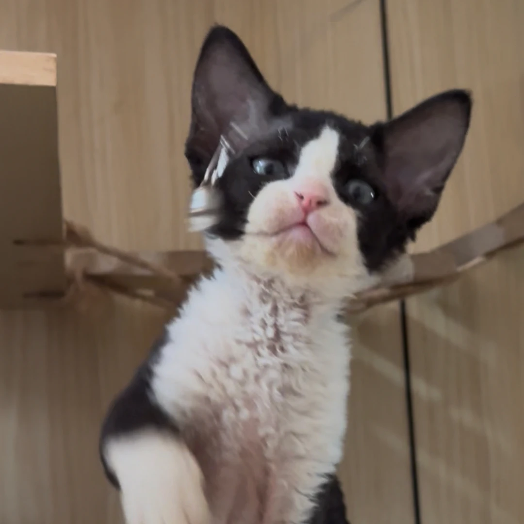 黑白开脸德文妹妹德文卷毛猫活体猫幼崽