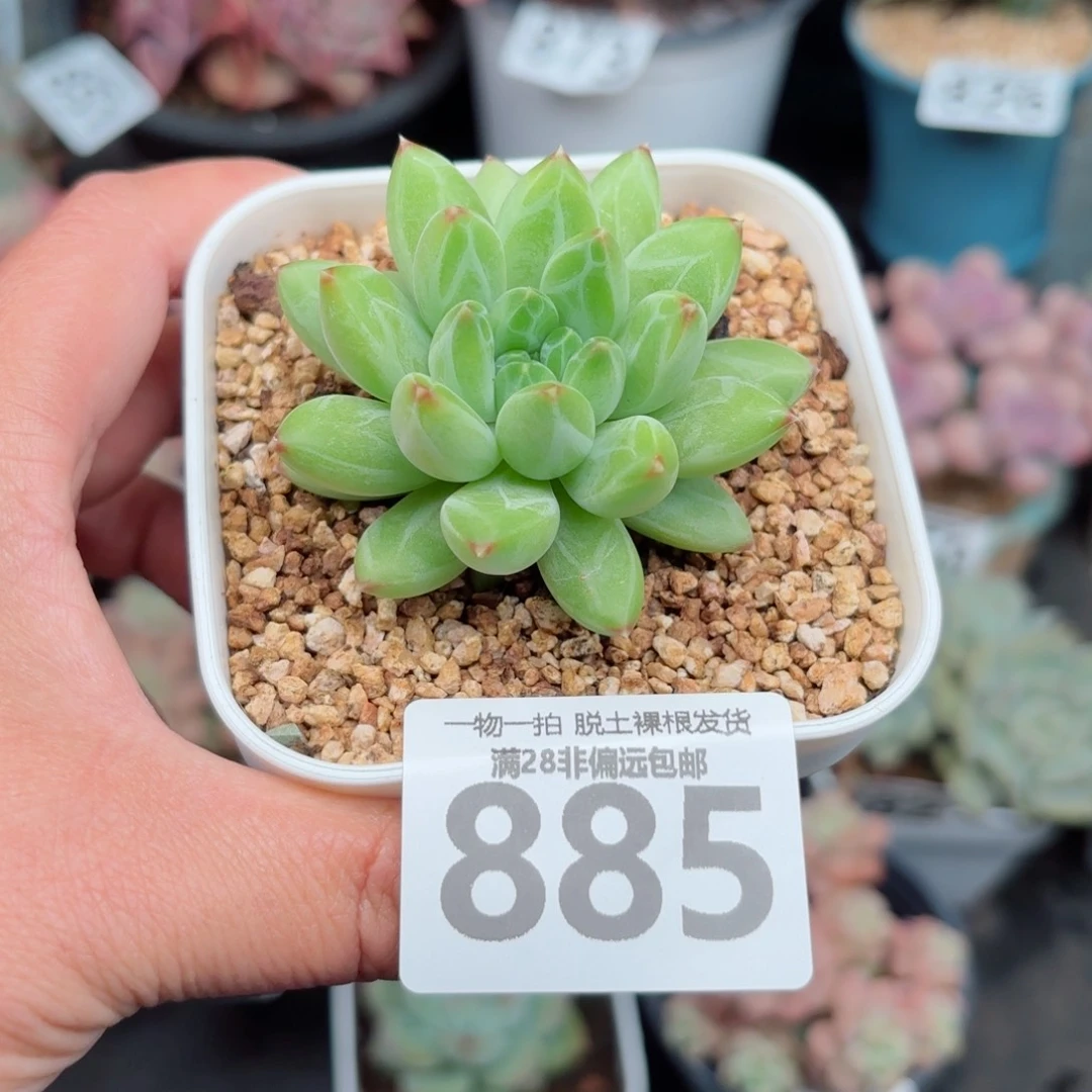 胖体青花瓷无盆土发货