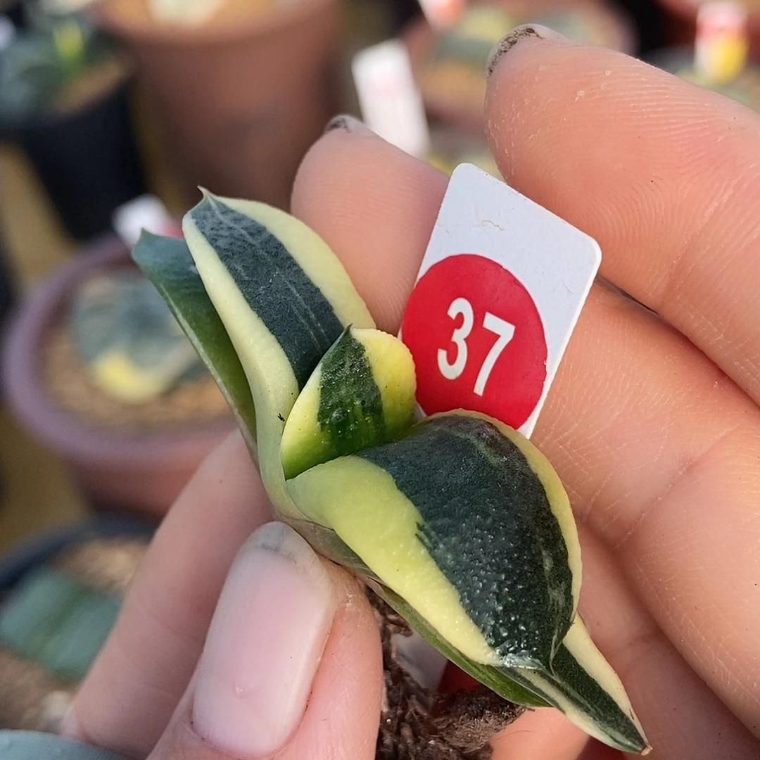 请***睿37卧牛实生锦带盆发货