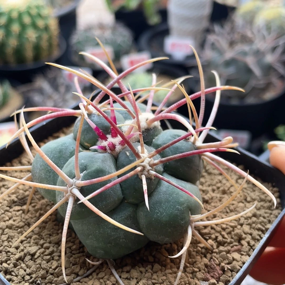 大尤狂刺高木绯冠龙仙人球