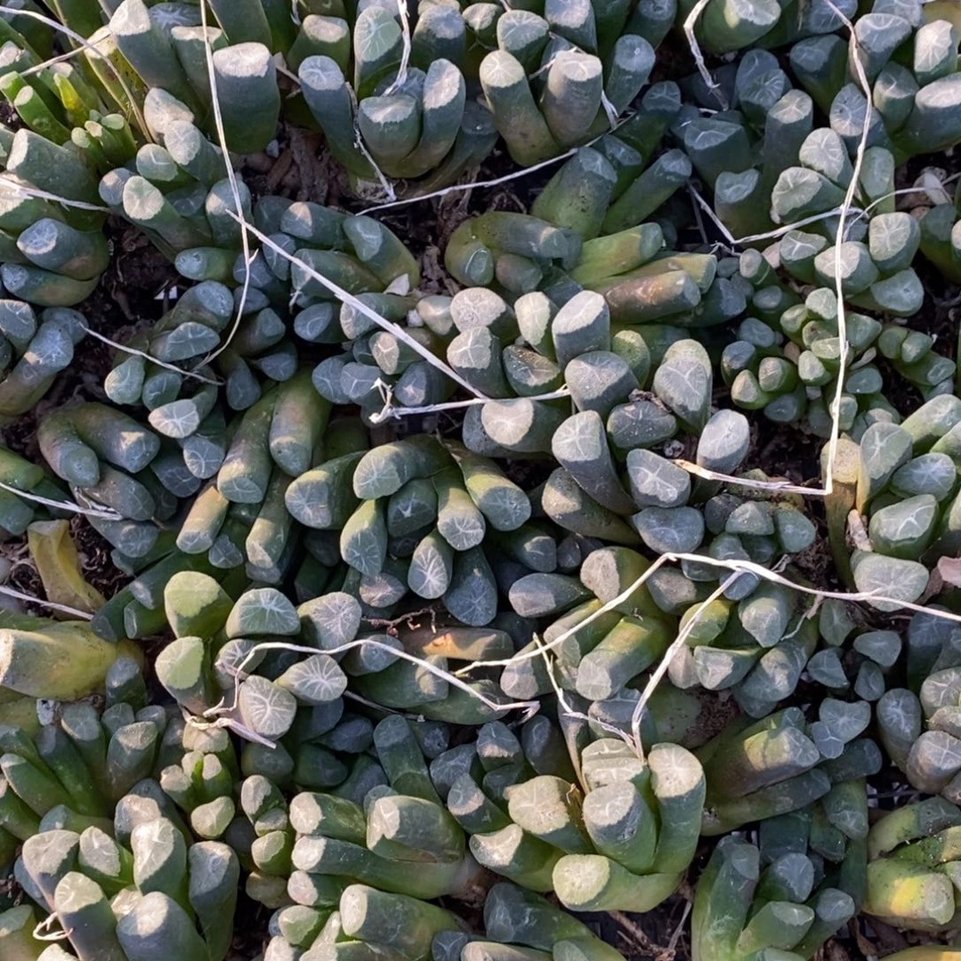 1807 一颗实生万象 超级福利