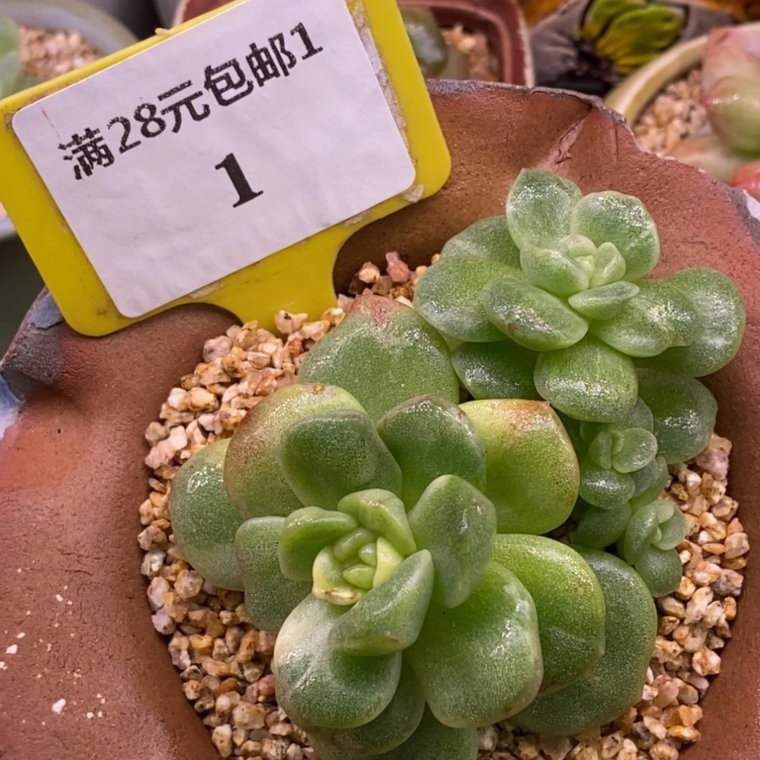 11冰玉石化4头带锦……