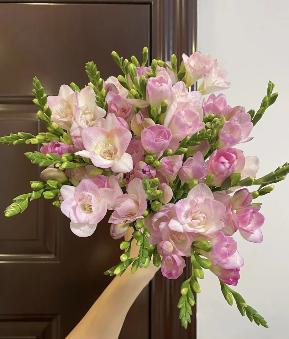 香雪兰-鲜花云南基地直发自带香味水养插花