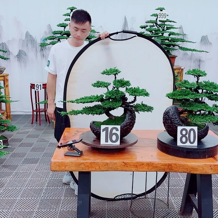 无花朵松柏盆景，一物一拍