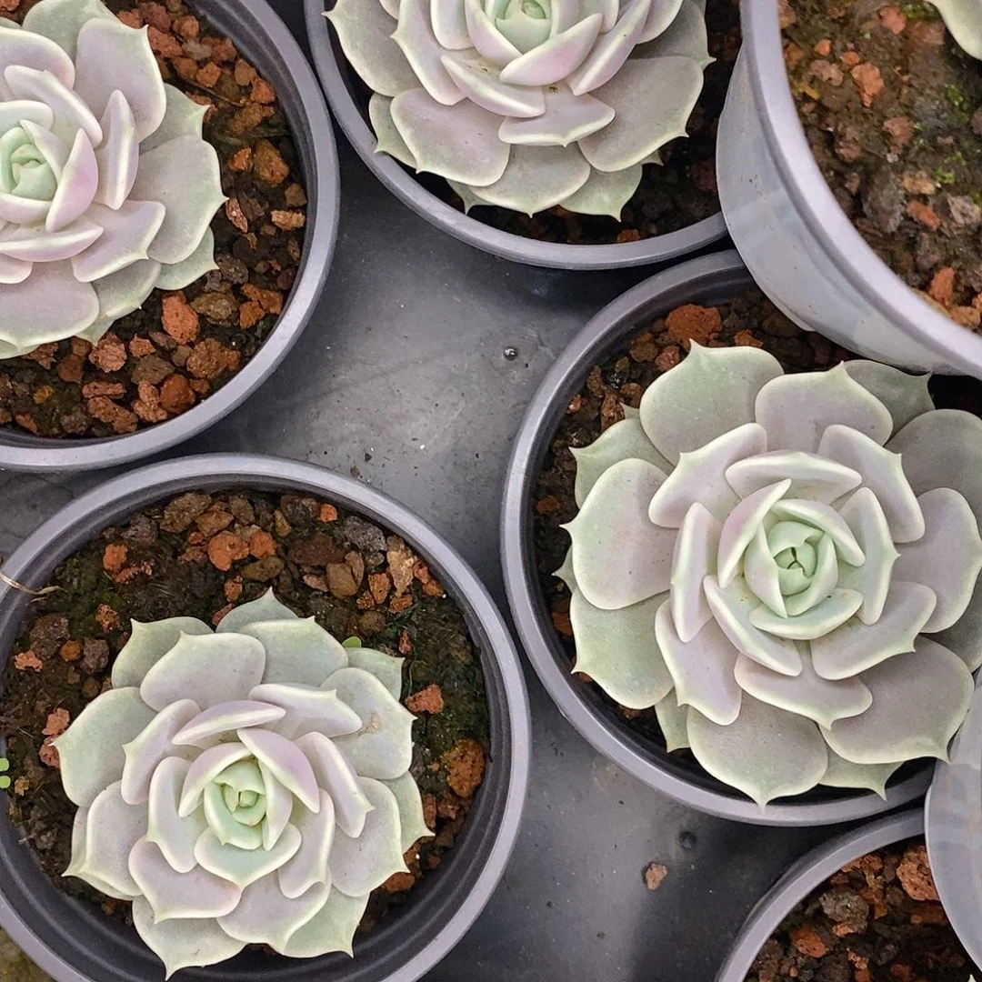 团。单头粉蝶。福利多多