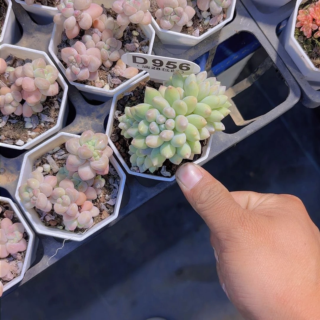 一****?D956奶糖一物一拍