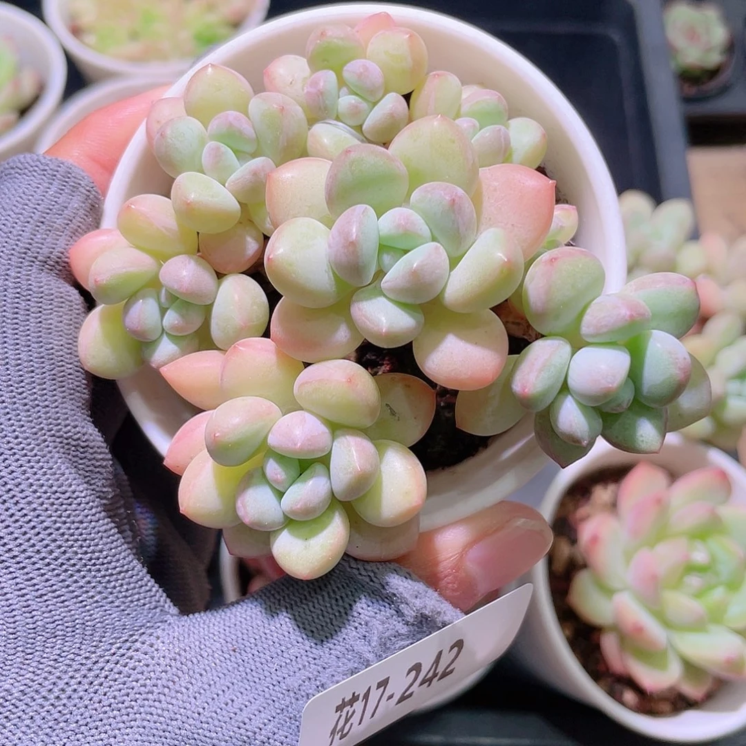 花利美17-242泡泡糖