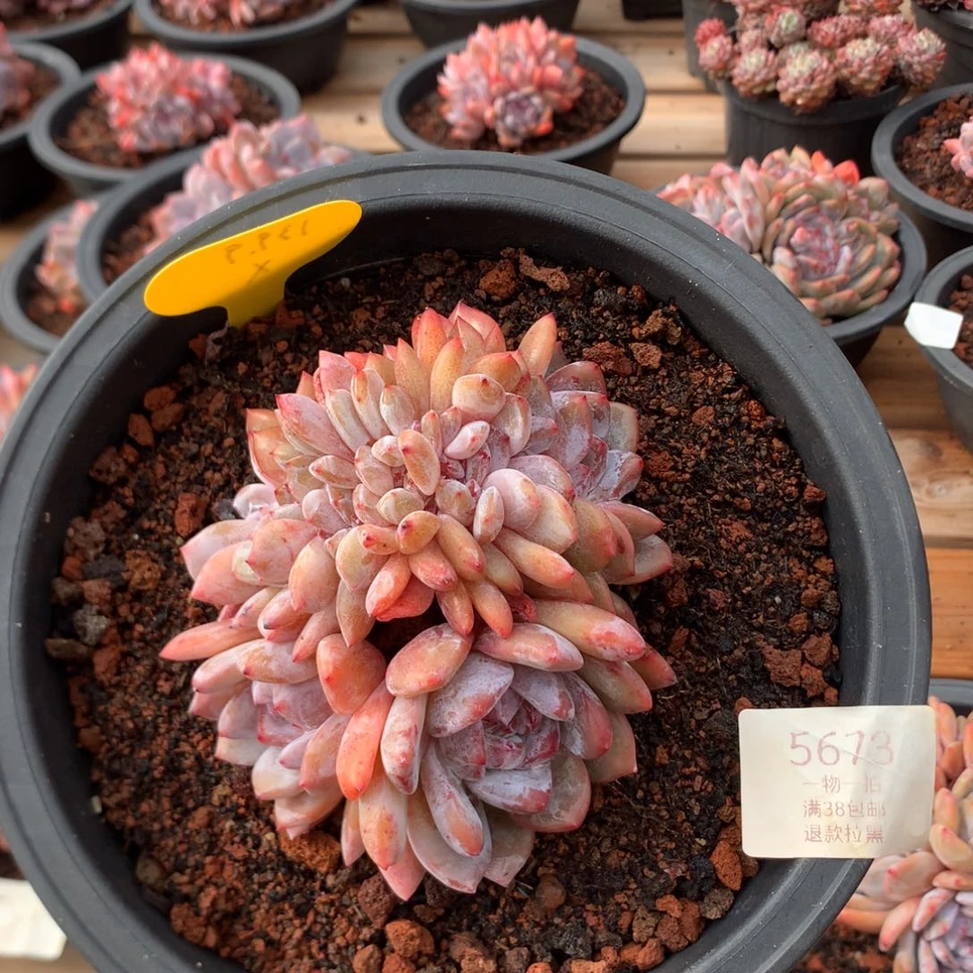 11.8厘米有砍胸花石榴籽星影缀 5673