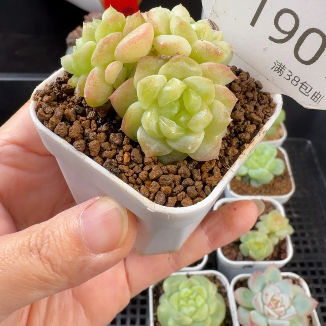 财富t20三头群190号