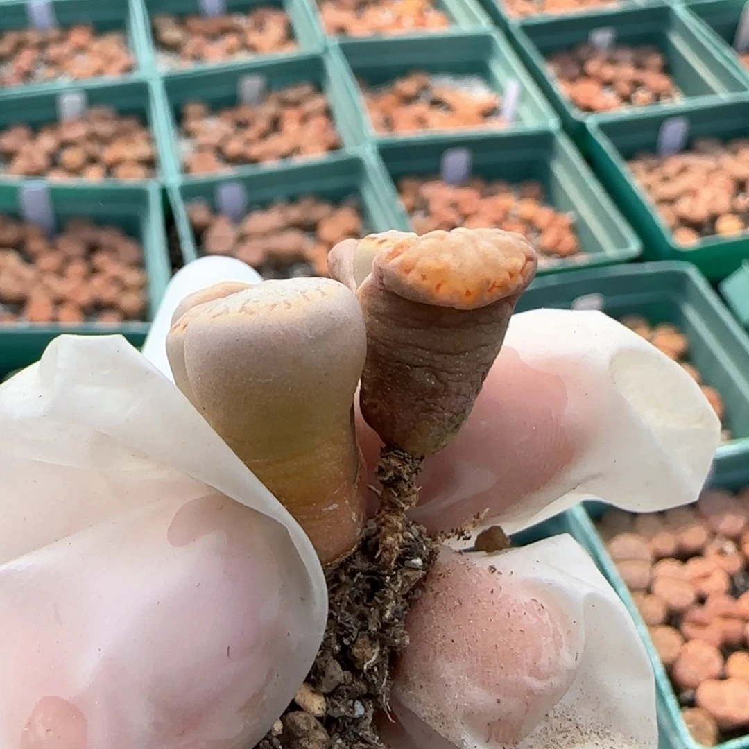 甜*果3.8，.6饼干2颗，9023