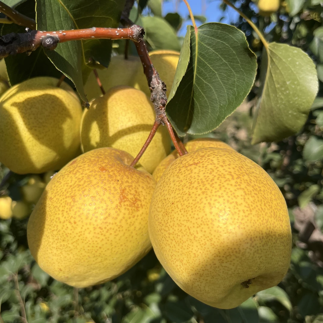 陕北酥梨脆甜多汁