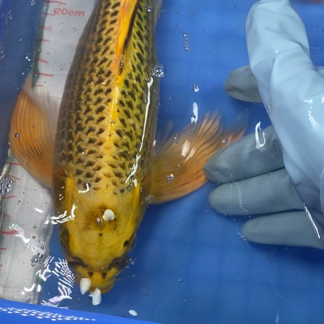 锦鲤冷水锦鲤包邮