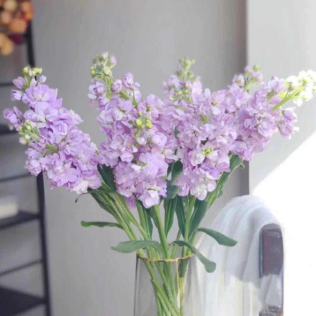 【紫色紫罗兰5支】衡阳同城鲜花免费配送到家