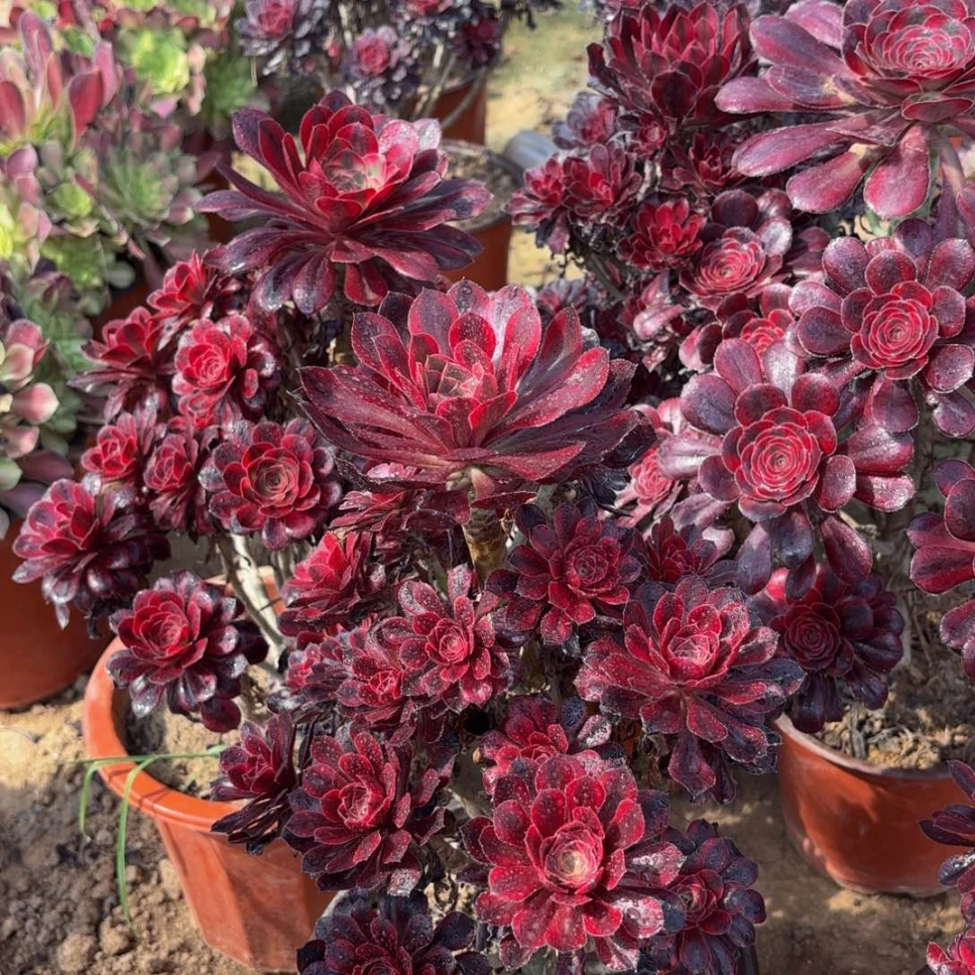 香奈儿15.8多肉植物