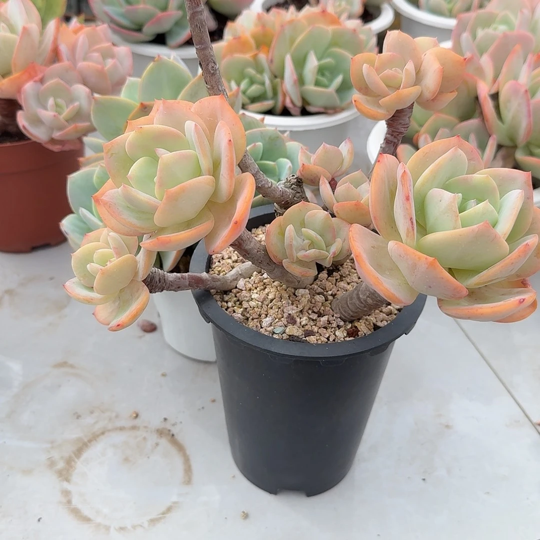 小***菲白凤多肉植物一颗