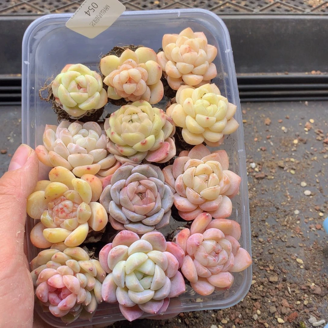 反反复复还是很开心054