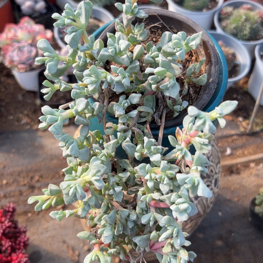 多肉们去中央音乐学院植物植物