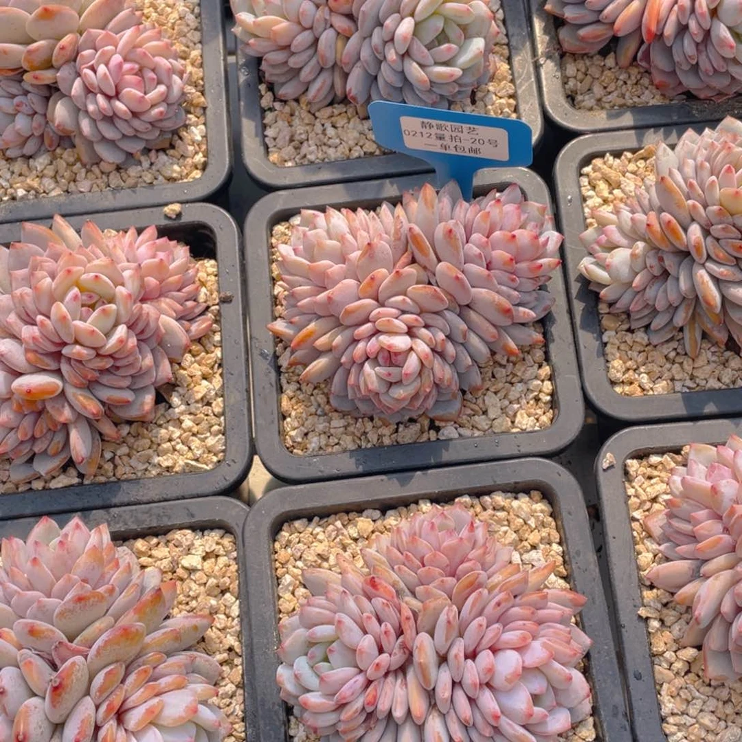 0212-20-大群精品星星橙福利一颗