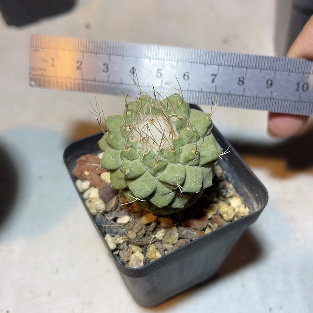 实生菊水一物一拍