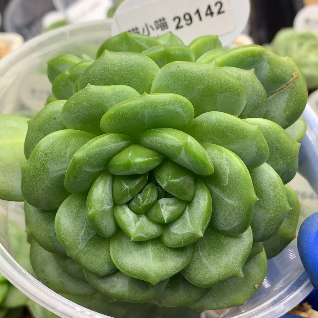 多肉植物杂交珍妮