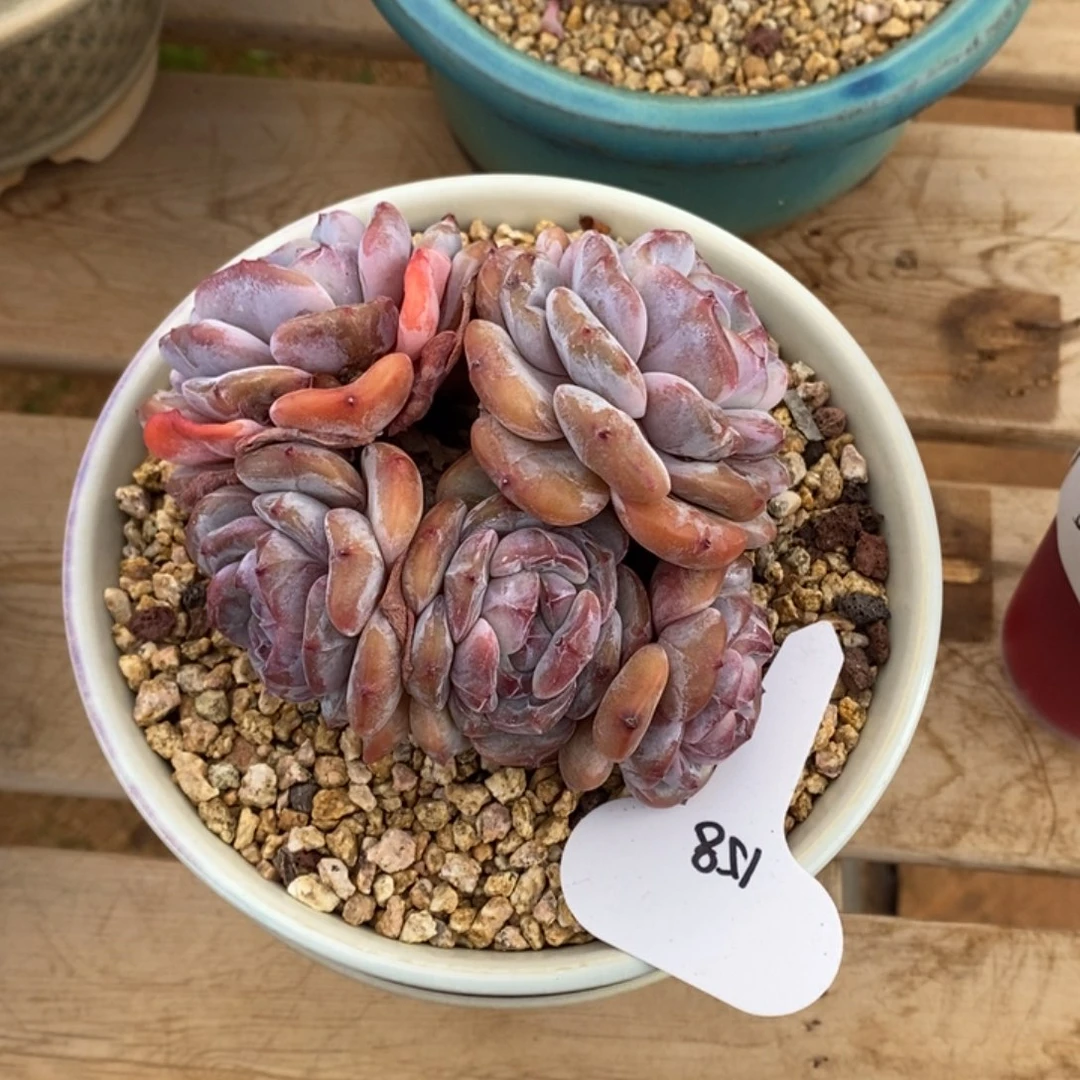 五头短肥圆胖头紫心