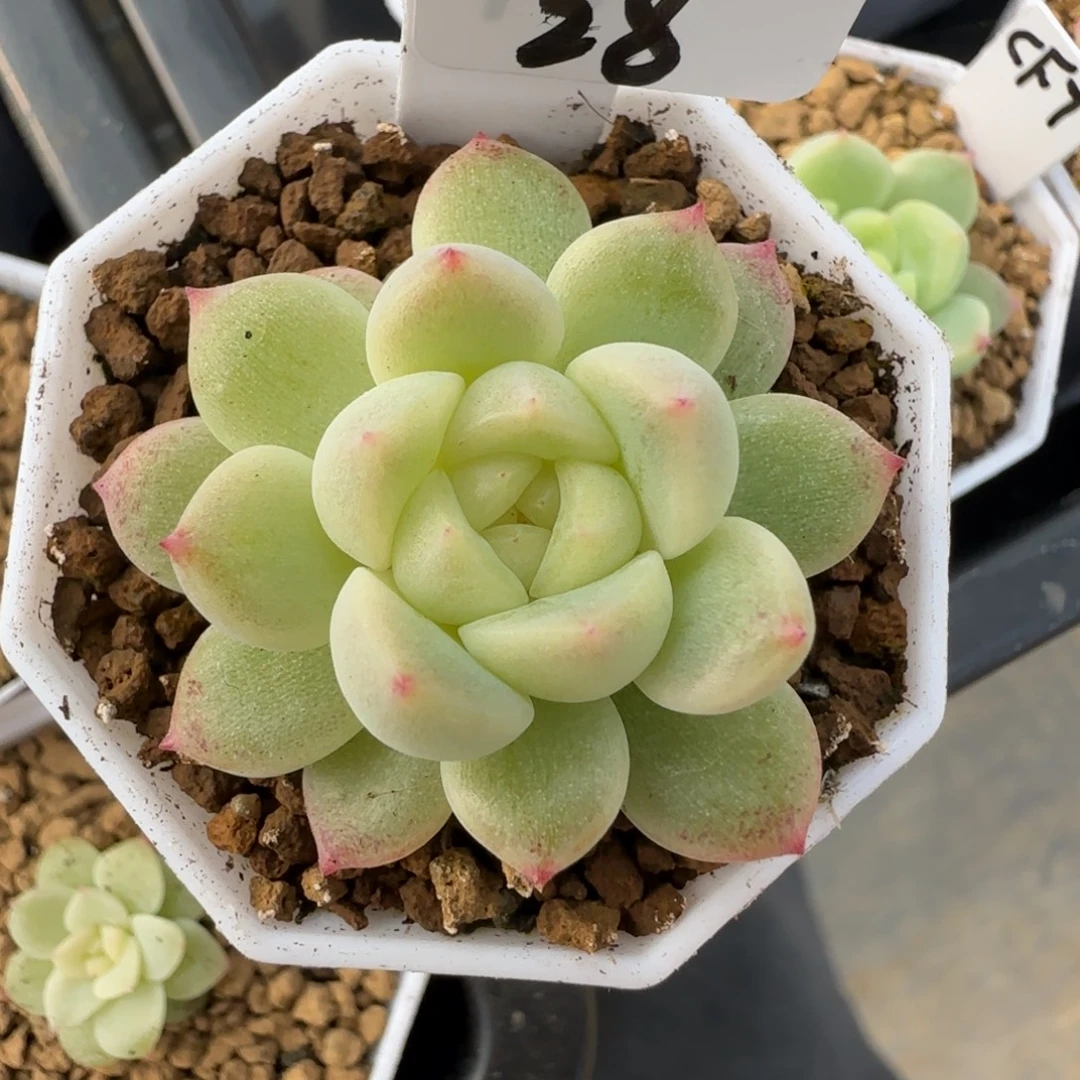 28福利财富密码CF7