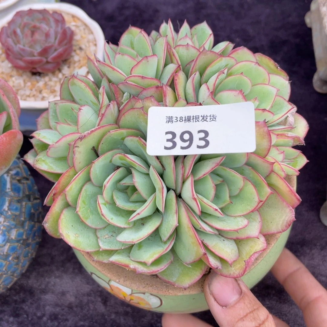 叮***咚393牡丹亭小群生多肉植物
