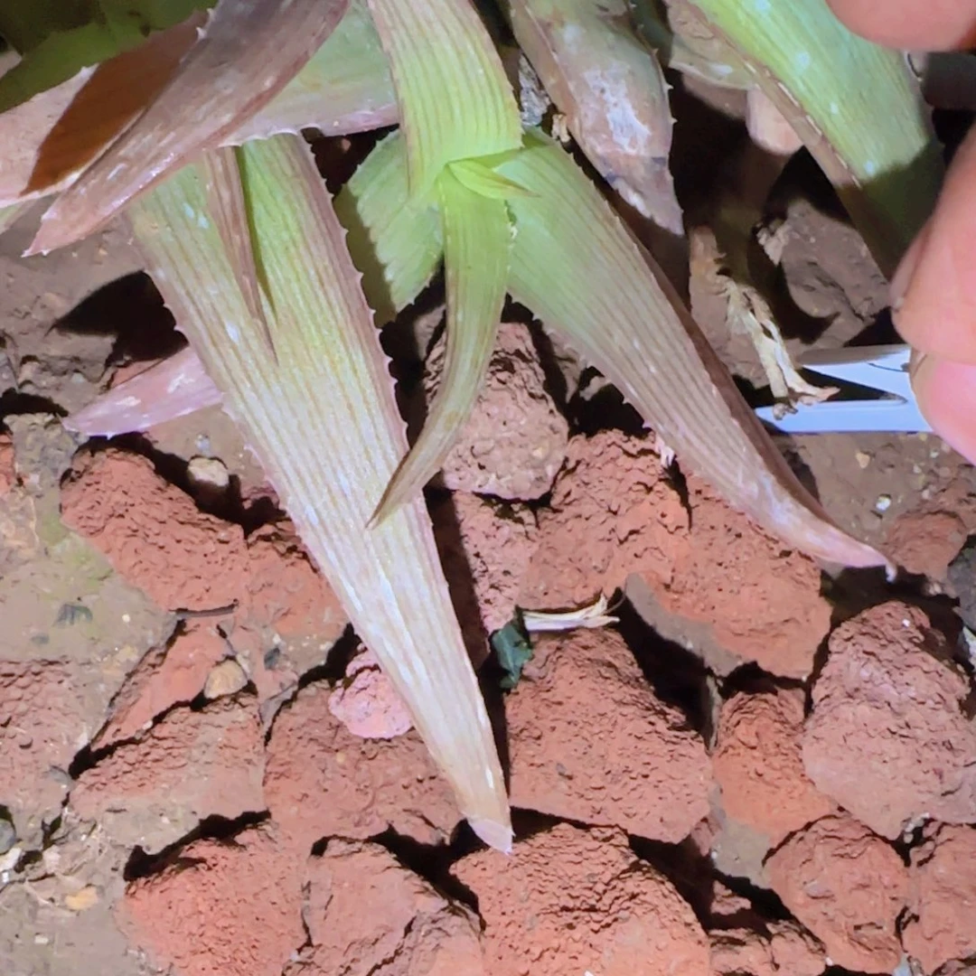用****字块根植物块根植物块根