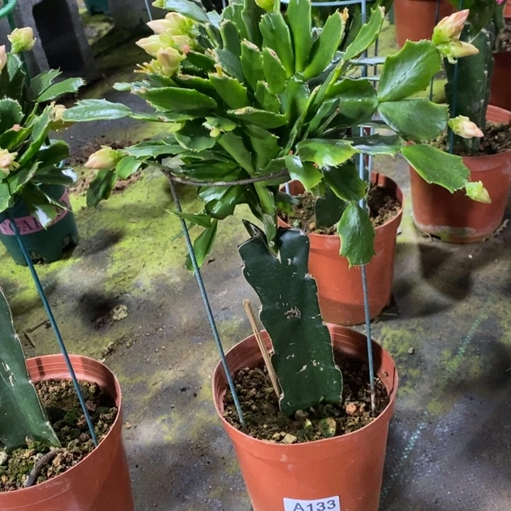 大部分花苞少量开放133嫁接043