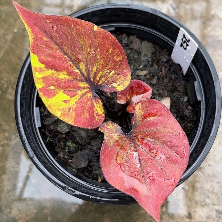 252-0524彩叶芋广东现货