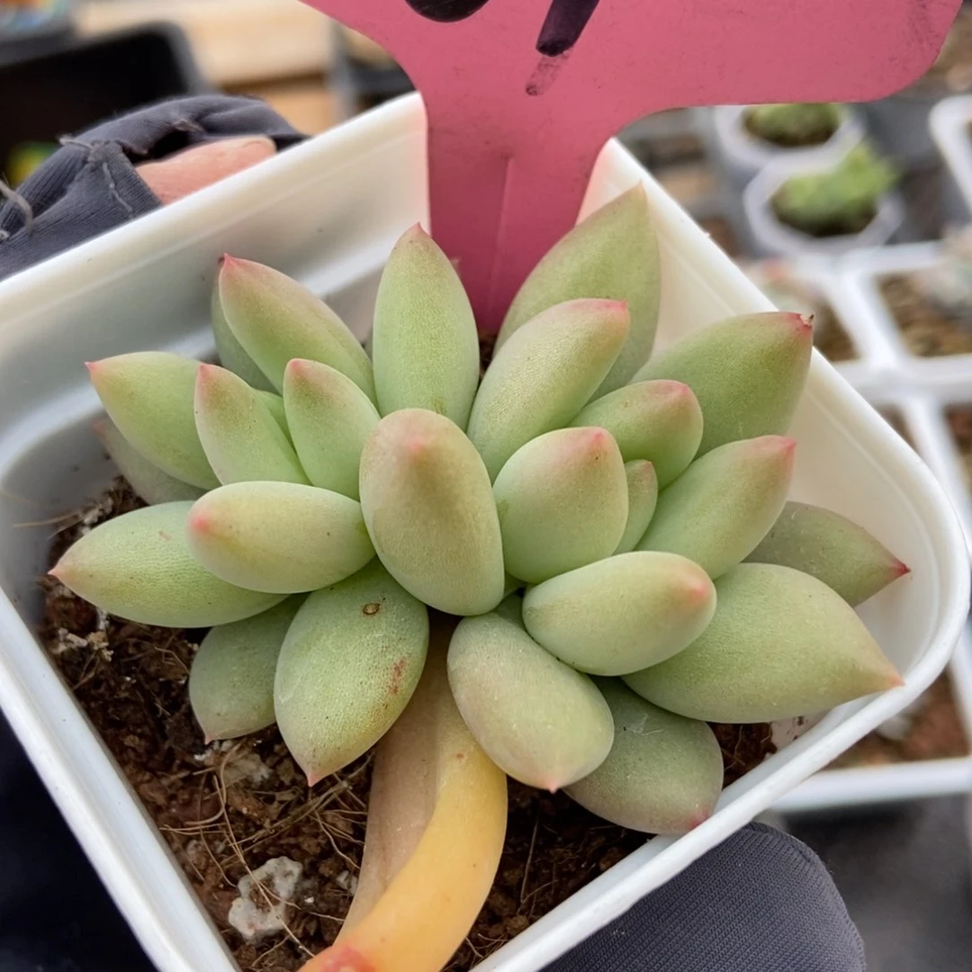 561岩字多肉植物保护