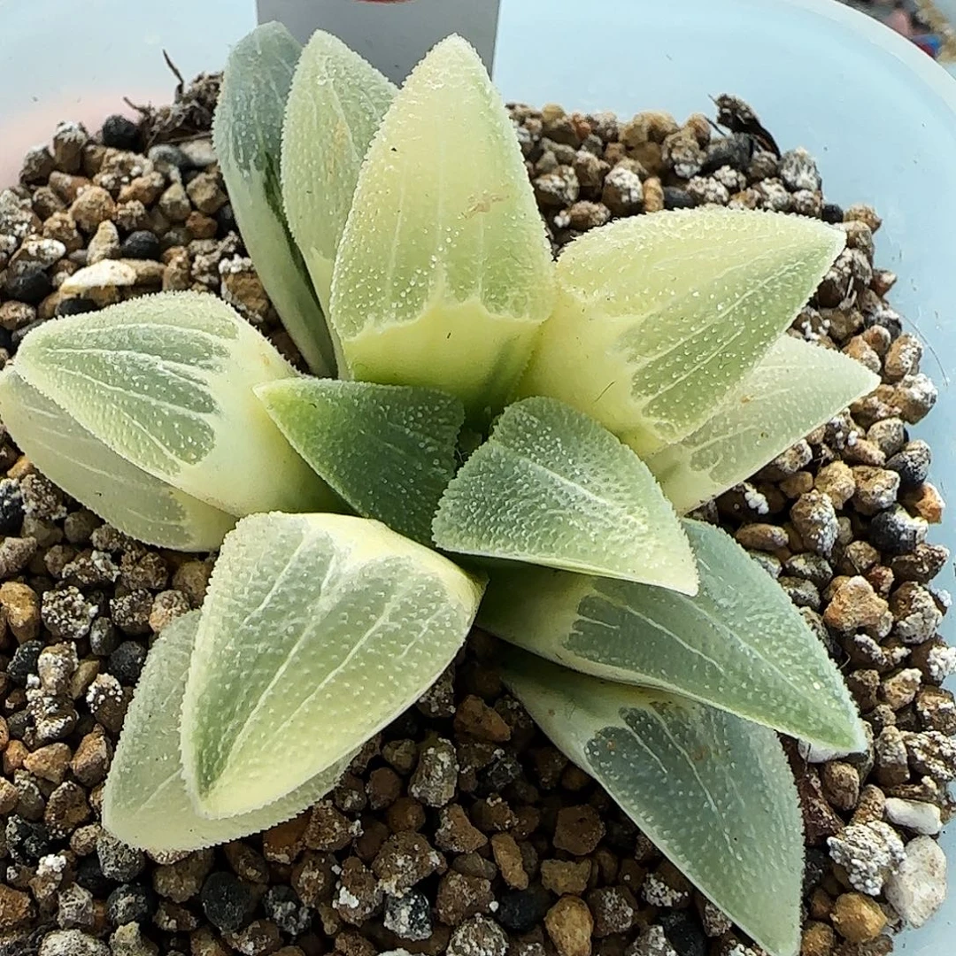 410号蓝光磨面锦一物一拍带盆土