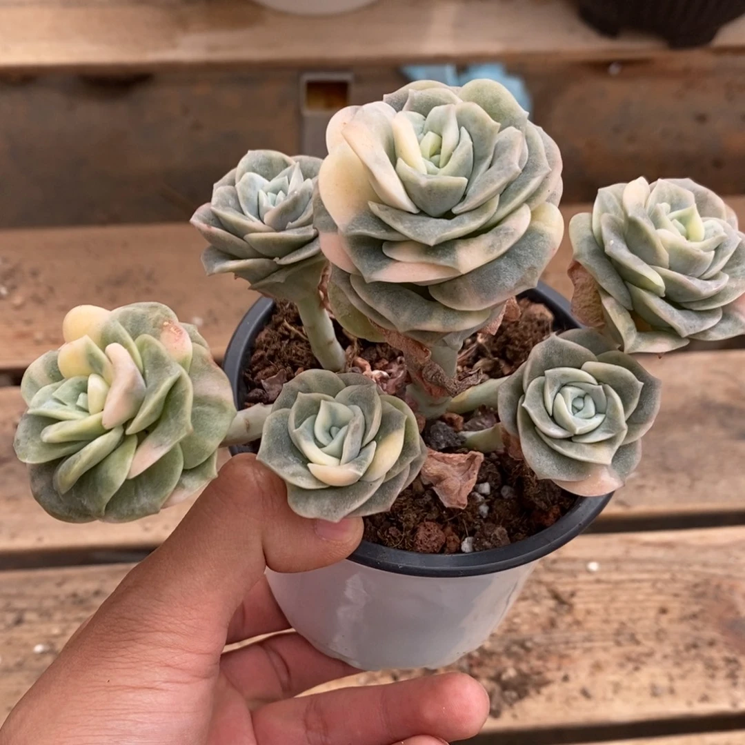 可爱玫瑰多肉植物8748