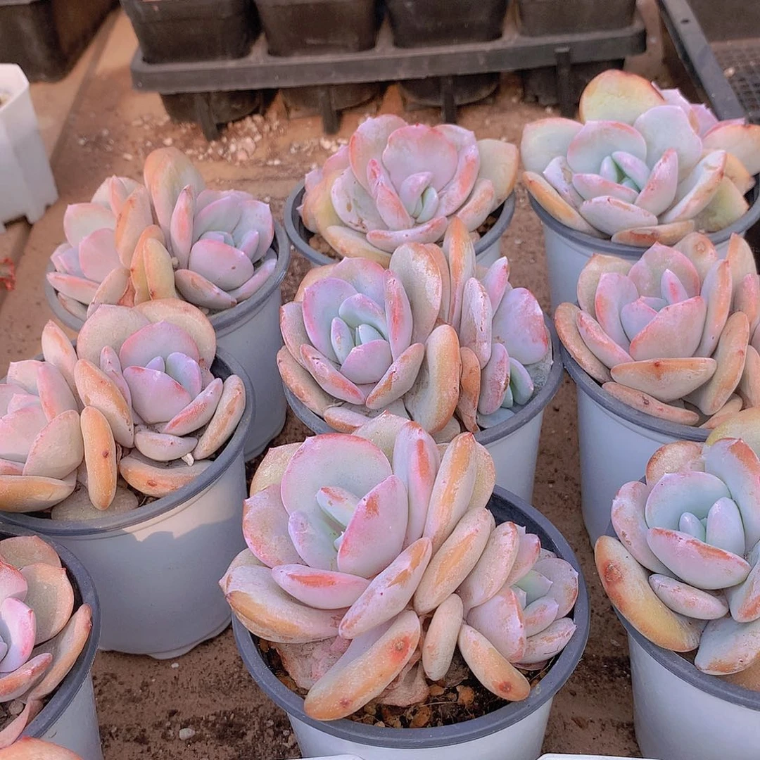 双头韩奶茶245678899999