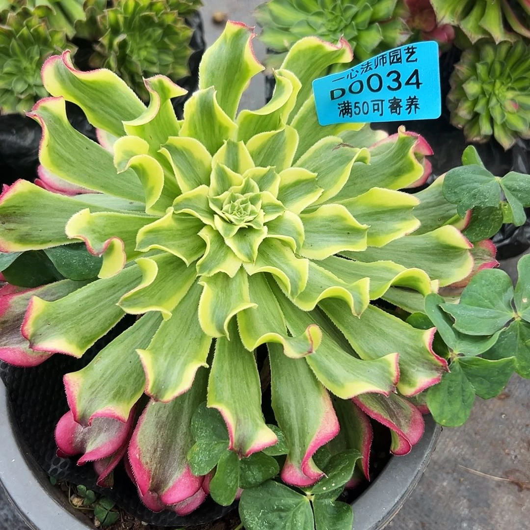 0034多肉植物绿波澜