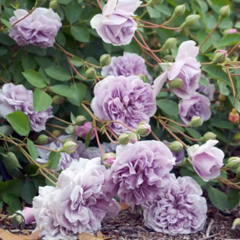 蓝色阴雨 耐阴 阳台 庭院 花园 露台 垂吊 花墙瀑布  拱门 四季
