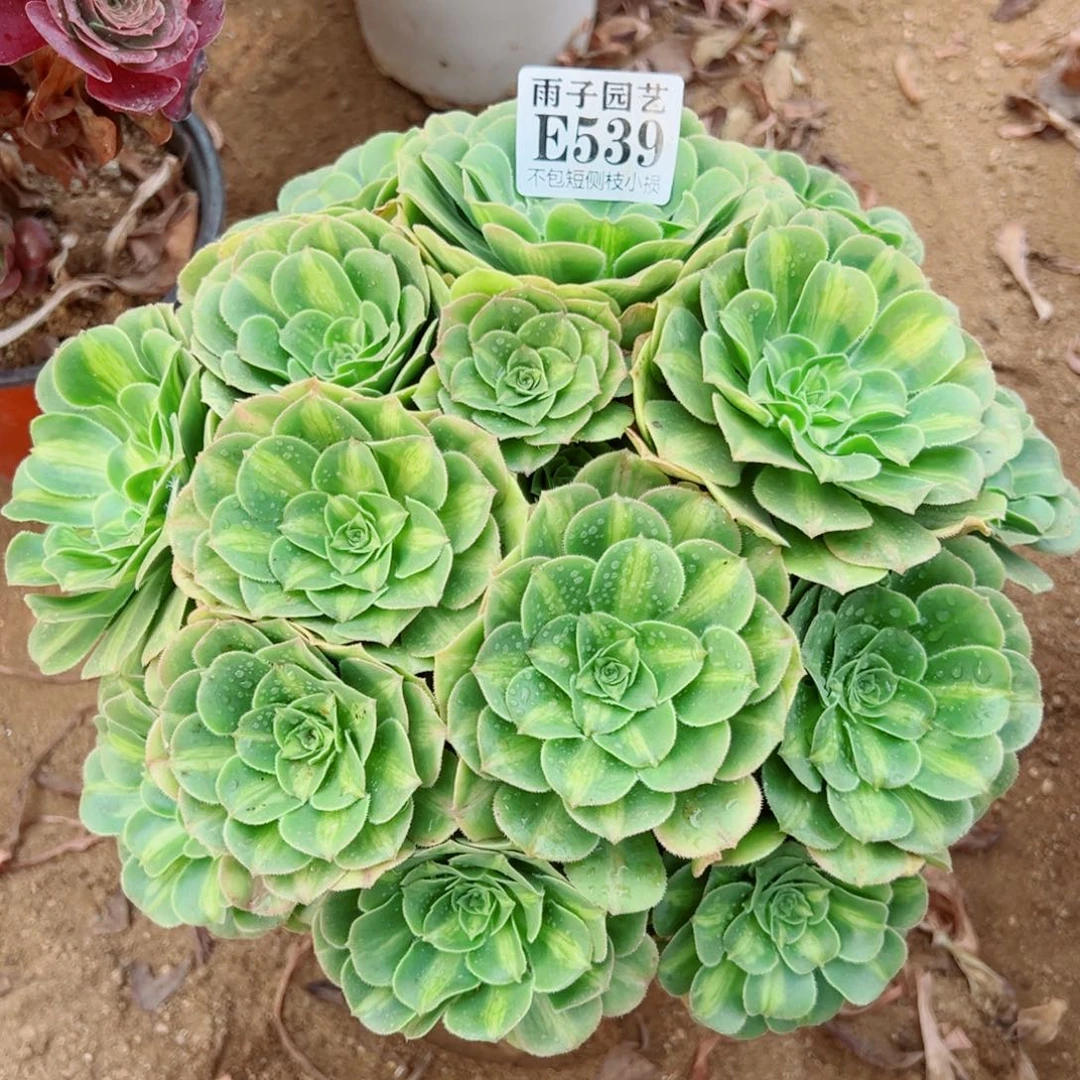 539翡翠琉璃尺寸28左右