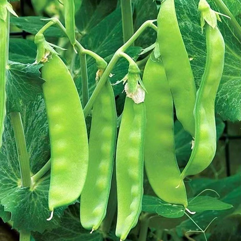 甜脆荷兰豆种子豌豆尖菜豆青豆种籽春秋农家田园庭院爬藤蔬菜种孑